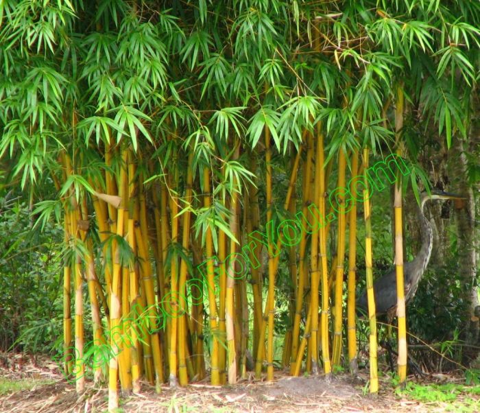 Bamboo tree for decoration