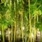 Bamboo tree decorative indoor 6m plant larger