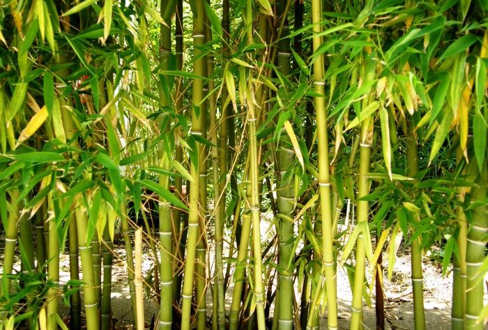 Bamboo tree decorative indoor 6m plant larger