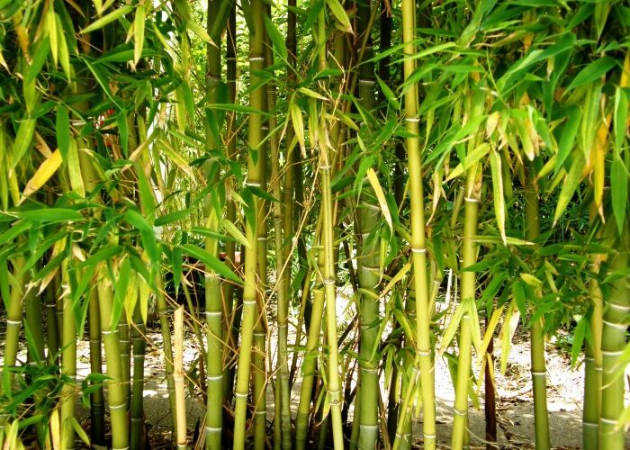 Bamboo tree decorative indoor 6m plant larger