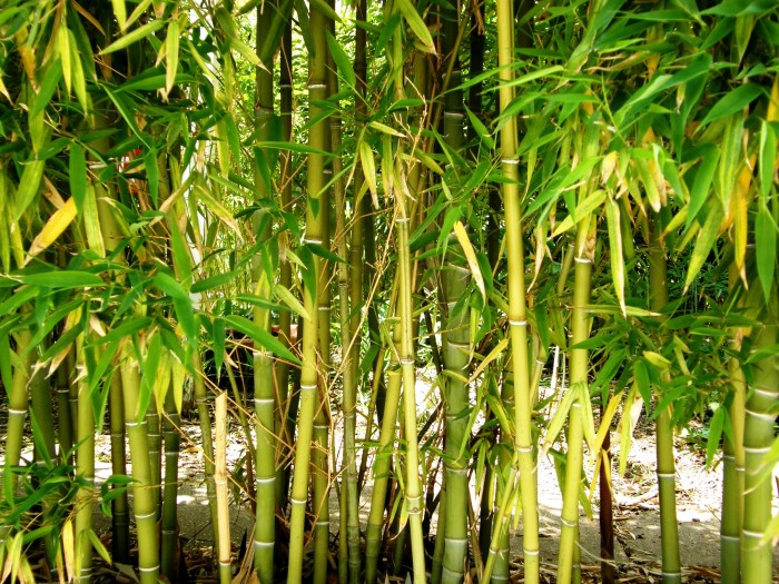 Bamboo tree decorative indoor 6m plant larger