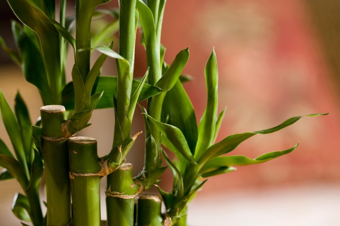 Bamboo tree for home decoration