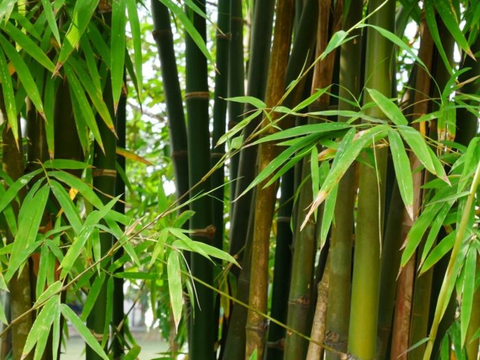 Bamboo tree for decoration