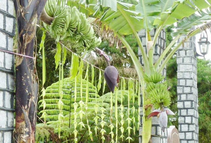 Banana tree wedding decoration