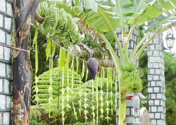 Banana tree wedding decoration