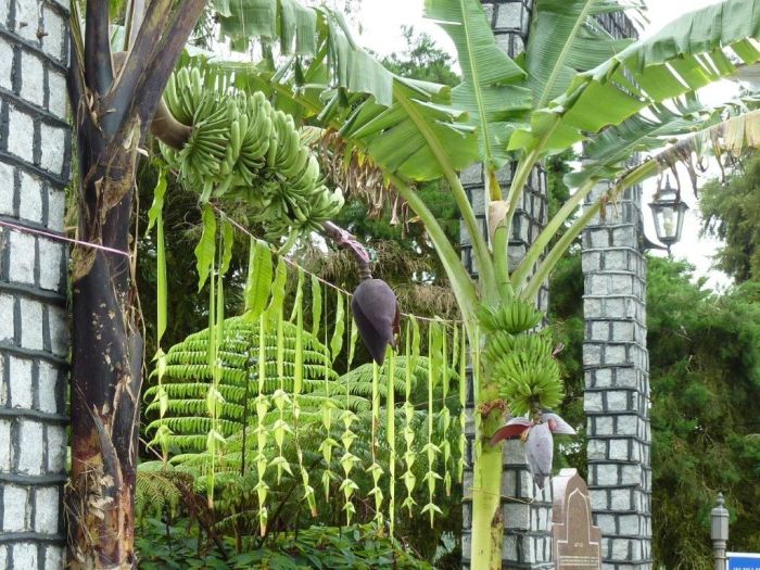 Banana tree wedding decoration