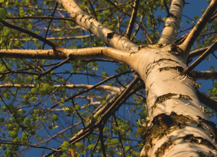 Birch tree branches for decoration